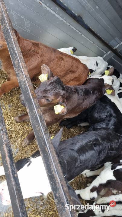 Sprzedam Byczki POLSKIE Bydło Piotrków Trybunalski