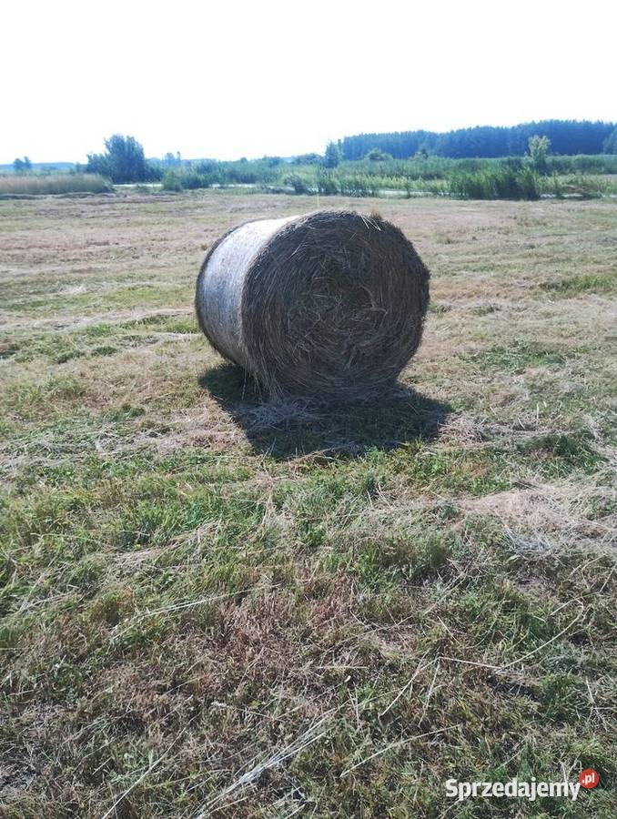 Sprzedam siano z tegorocznych pokosów świętokrzyskie Busko-Zdrój