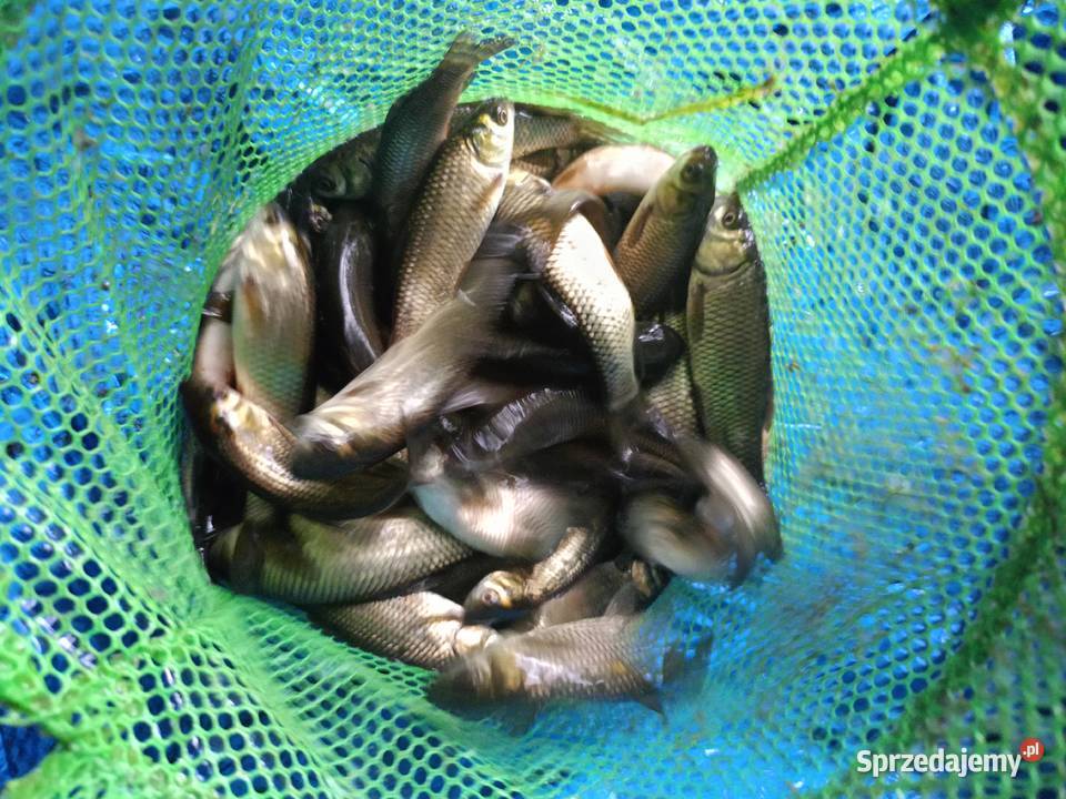 Narybek tołpyga amur Rakszawa