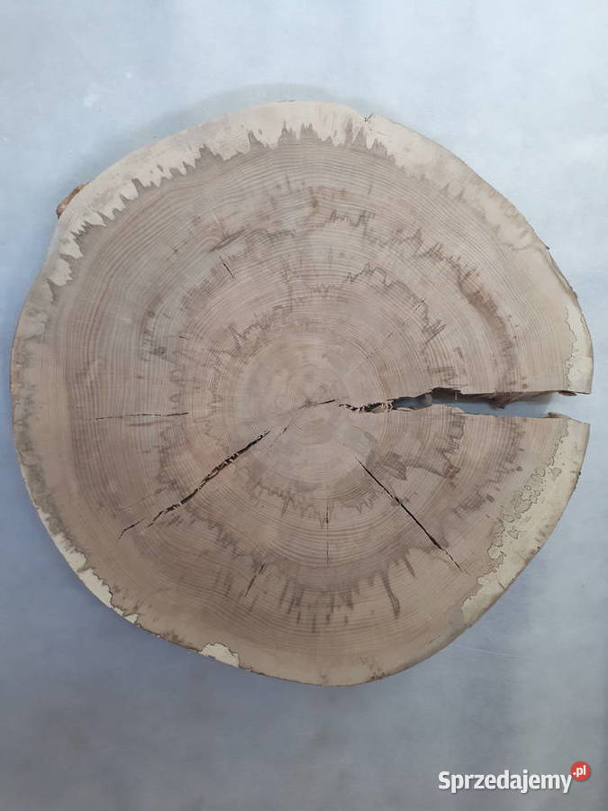 Suche Plastry Drewna Zagrzybiony Buk 85 Stoliki kawowe i ławy Radomsko sprzedam