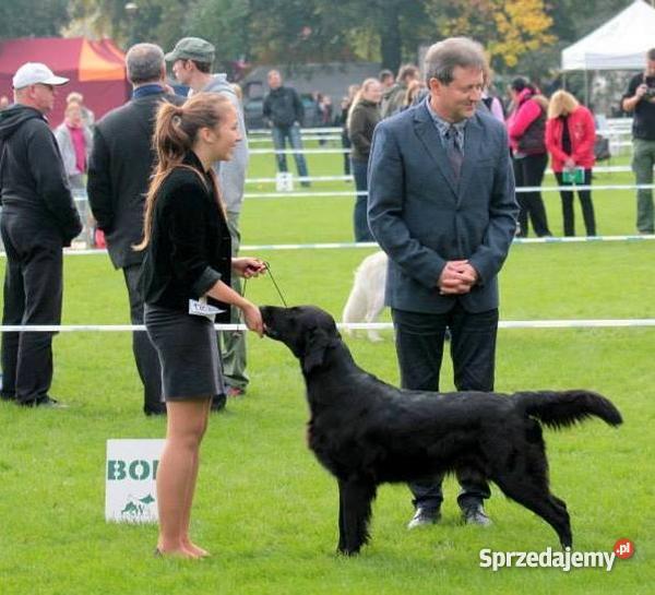 szczenięta flat coated retriever zapowiedź miotu Orzesze sprzedam