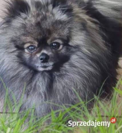 Pomeranian kujawsko-pomorskie Mogilno sprzedam