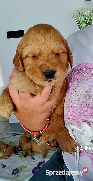 Golden Retriever ciemno złote maluchy Poręba