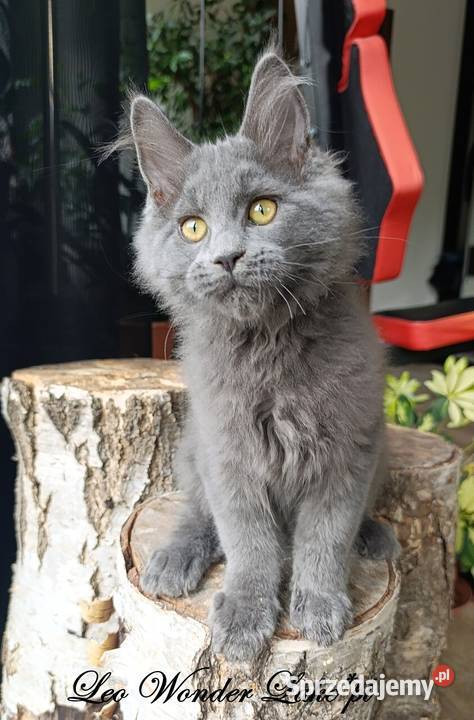 Niebieski Maine Coon FPL Gdańsk sprzedam
