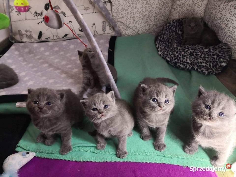 kocurek brytyjski krótkowłosy Lubin