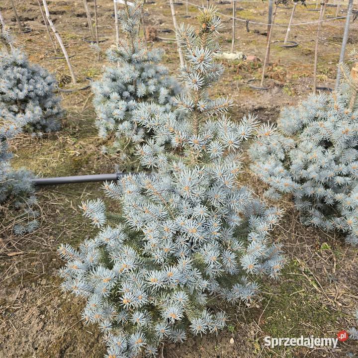 Thuja Brabant 140160 PRODUCENT Rydzyny sprzedam