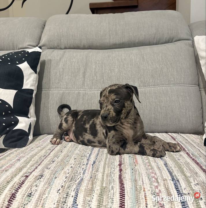 Amstaff Merle wielkopolskie