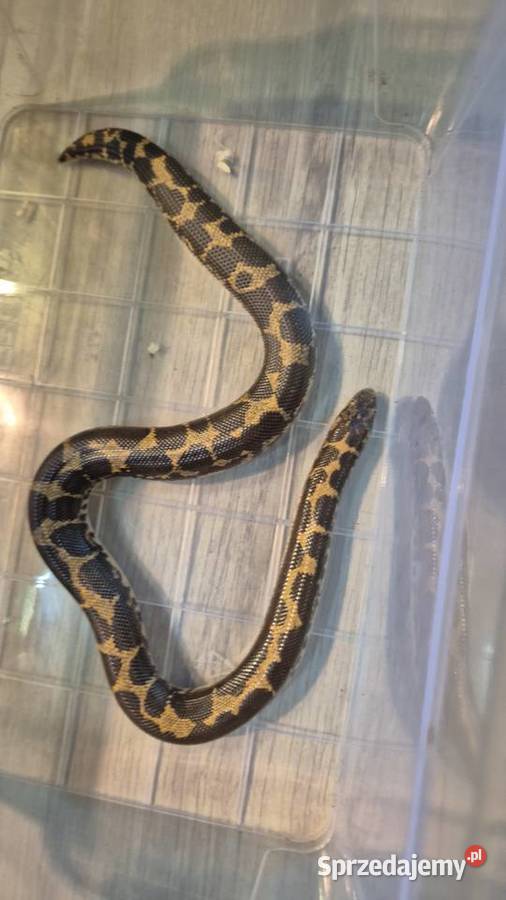 Boa piaskowy Lisowice