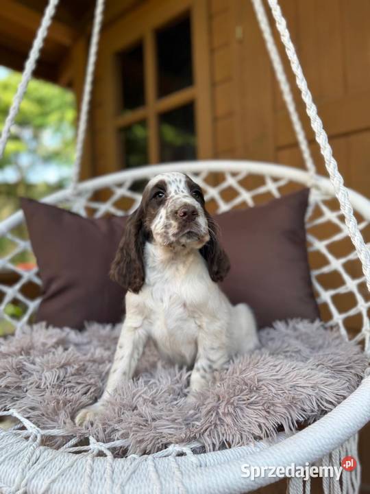 Śliczny piesek Cocker Spaniel Angielski liver