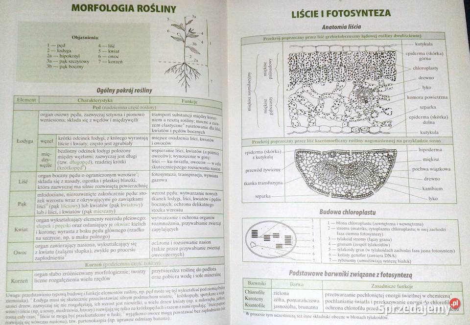 Biologia Małe tablice W Mizerski B Bednarczuk Chełm