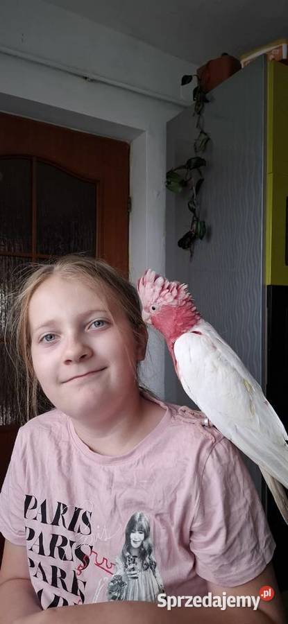 Kakadu różowe lutino Zwierzęta Chyżne
