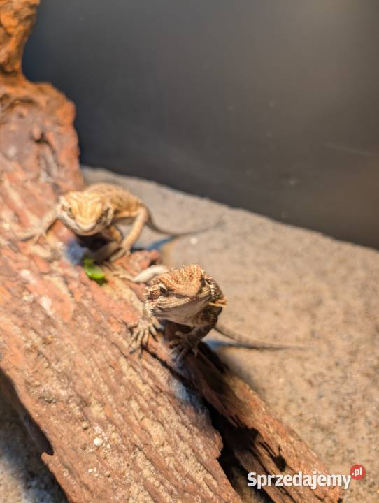 Agamki brodate Olsztyn