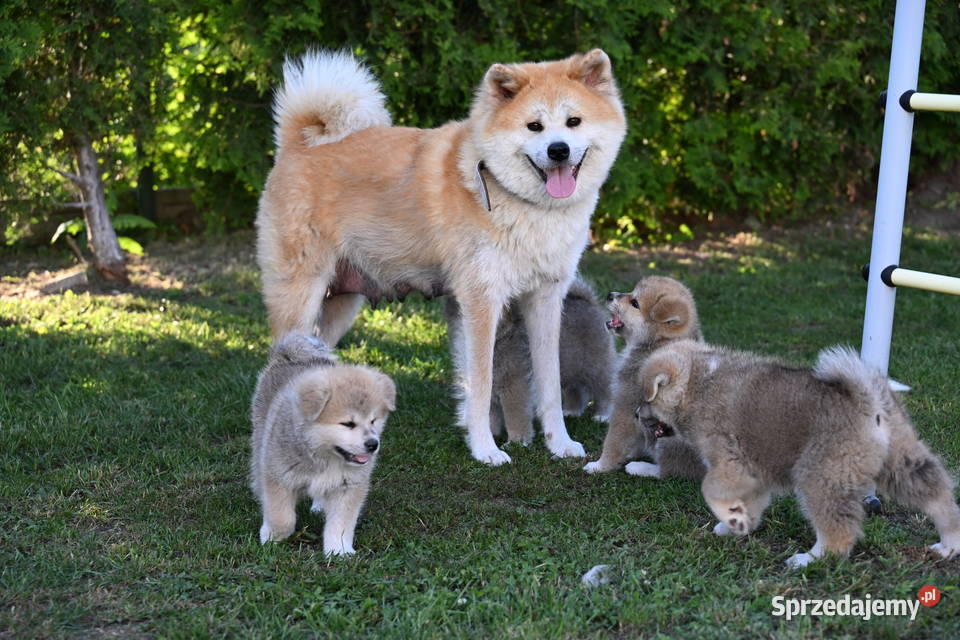 Akita inu akita japońska suczka FCI gotowa do Akita Częstochowa