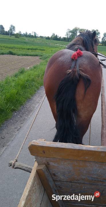 Klacz zimnokrwista Ropczyce