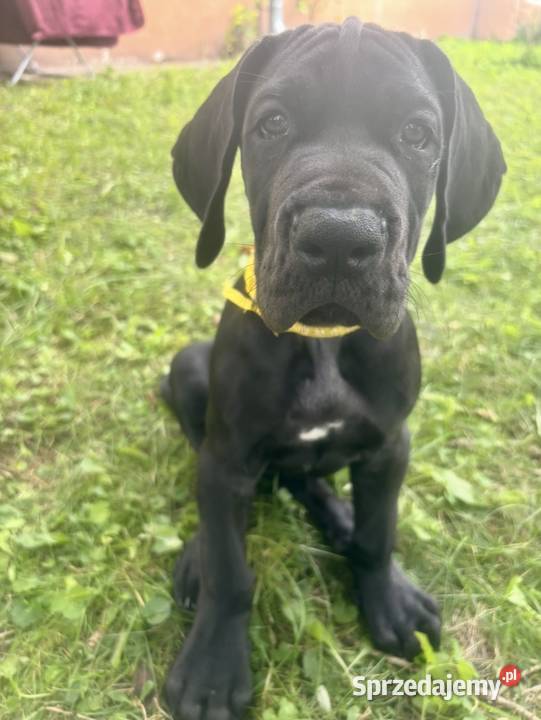 Dog niemiecki Zkwp fci warmińsko-mazurskie Orneta