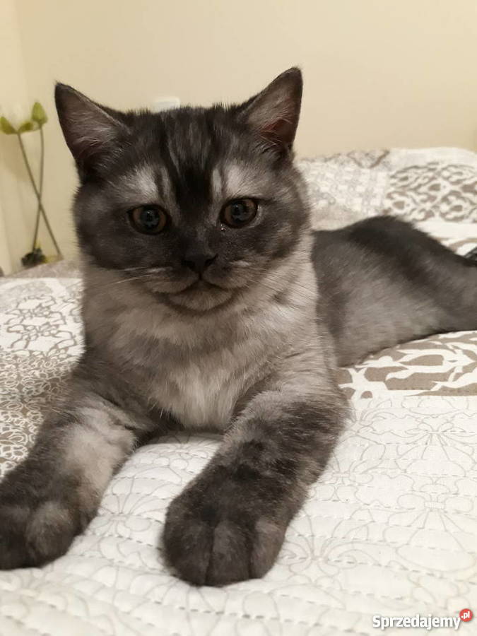 Śliczne Srebrne kocięta brytyjskie Rzeszów