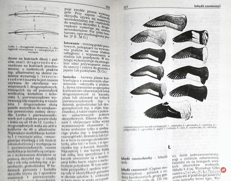Ptaki Mały słownik zoologiczny Tom 12 Przemysław Chełm