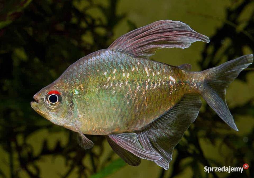 Błyszczyk brylantowy Moenkhausia pittieri pomorskie Gdańsk