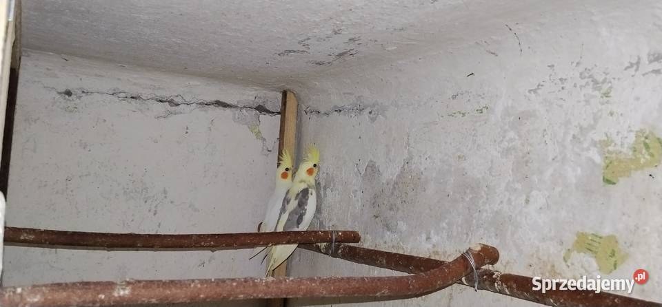 Papugi nimfy 2025r śląskie Pruchna