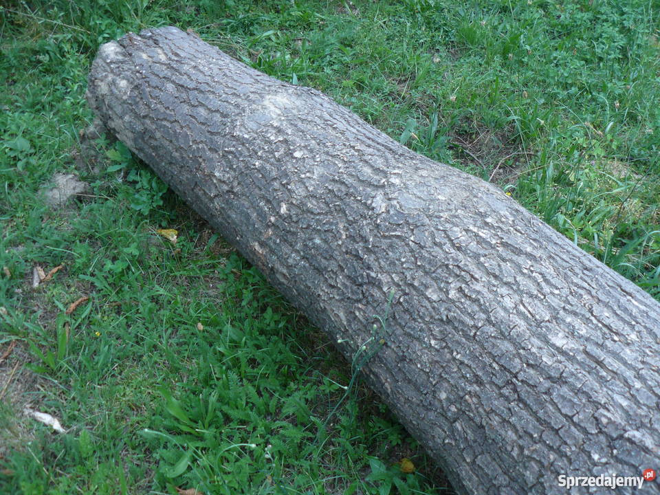 Sprzedam dęba w klocu Rozbórz Okrągły