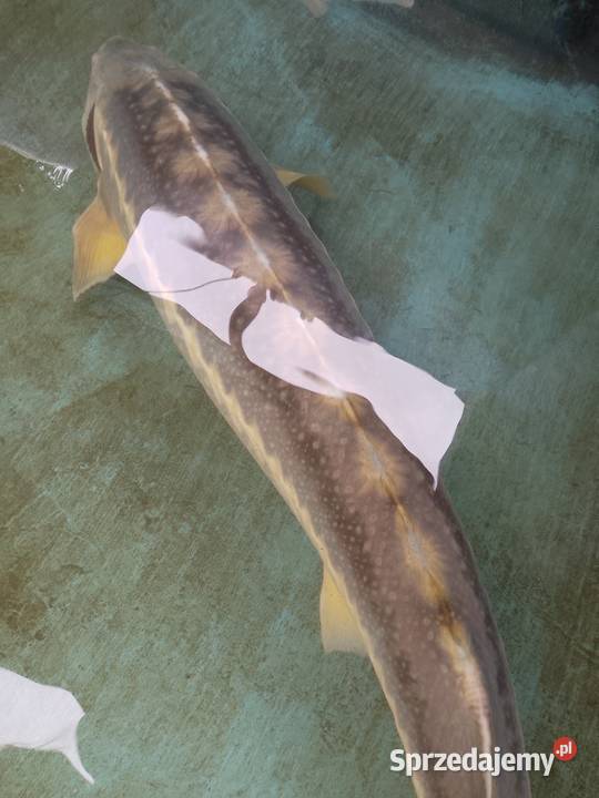 Jesiotr RED RUBIO XXL ok 120 widoczny na miejscu