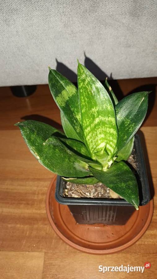 Hoya begonia aloes trzykrotkasetkrezja purpurowa Warszawa