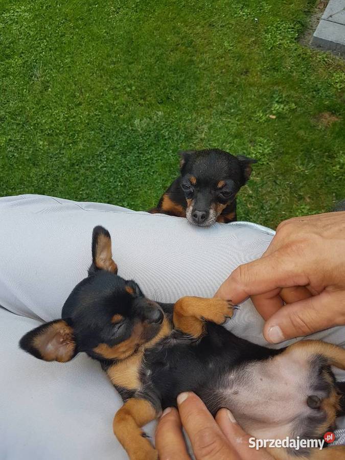 Ratler praski krysażyk Zwierzęta