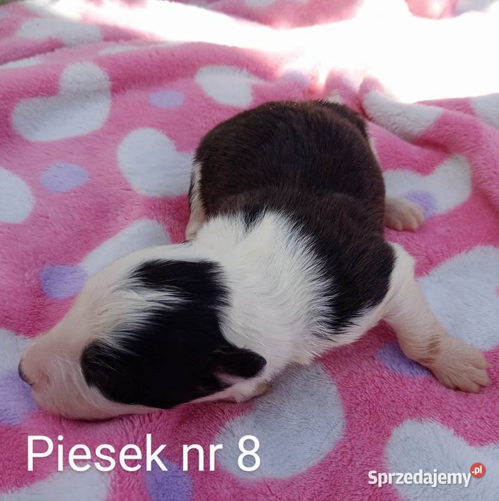 Border collie FCI Dębica