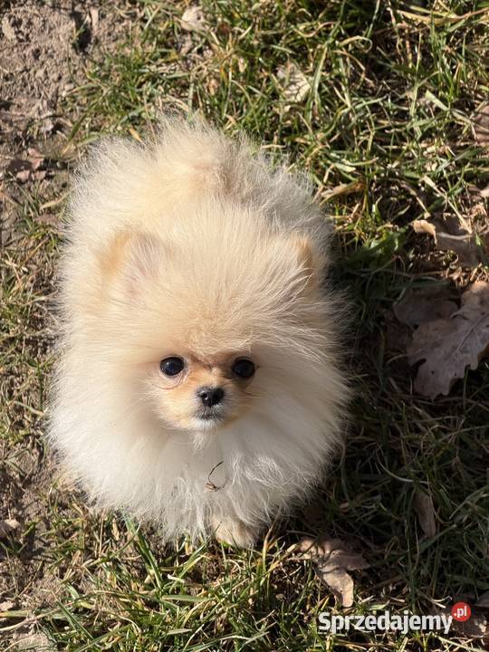 Szpic miniaturowy pomeranian dziewczynka Poniszowice