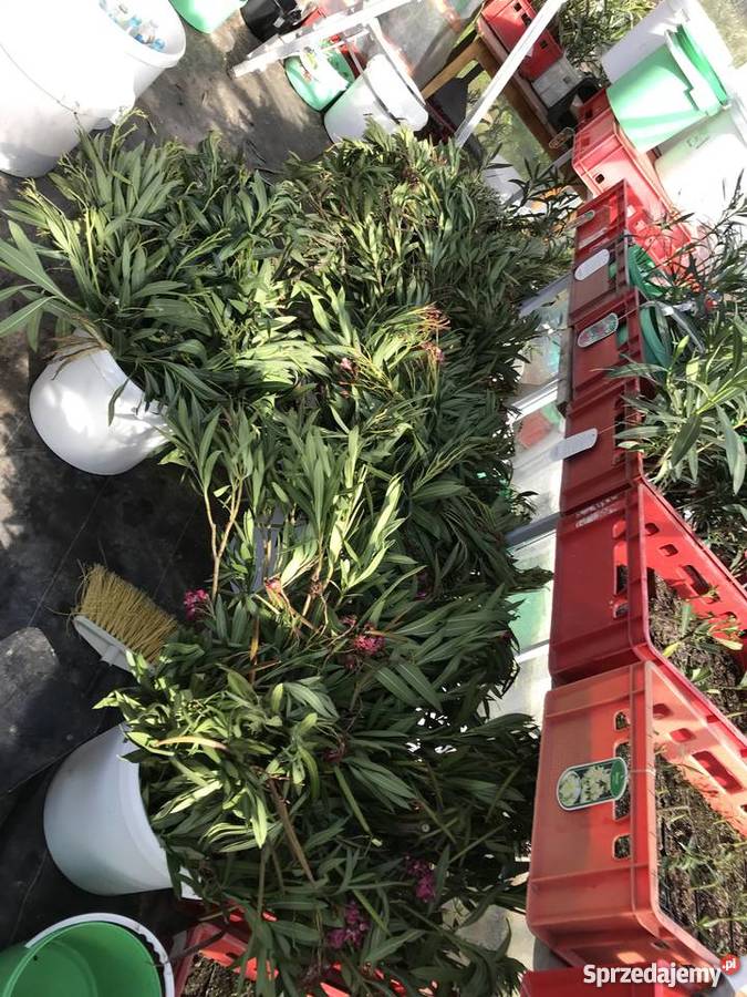 Gałązki oleander do ukorzenienia w wodzie małopolskie Brzeźnica