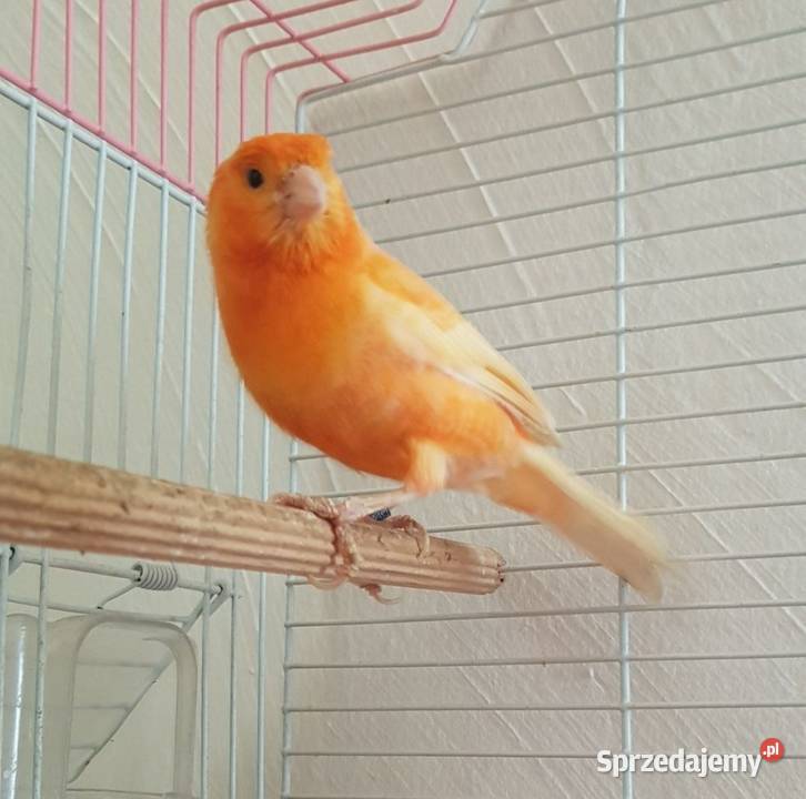 Kanarek samczyk Lwówek Śląski