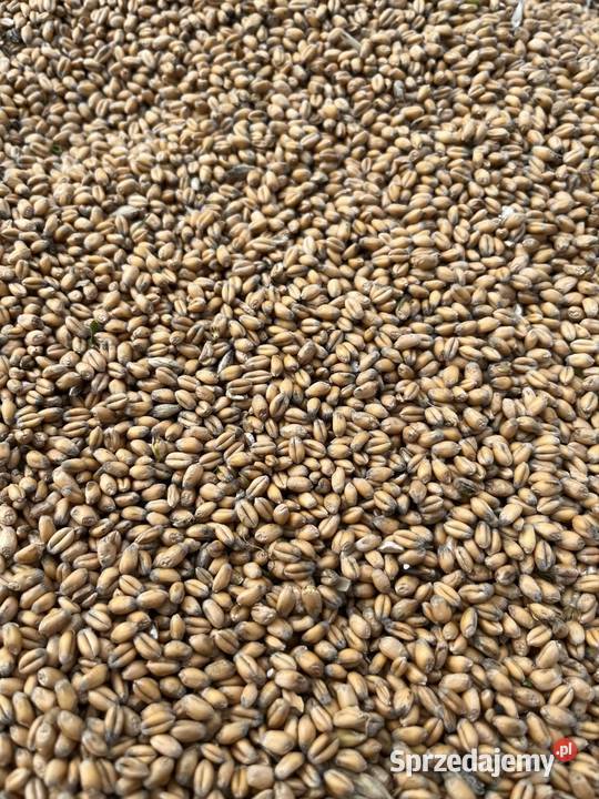 Pszenica piękna gruba 2025 Tuchów