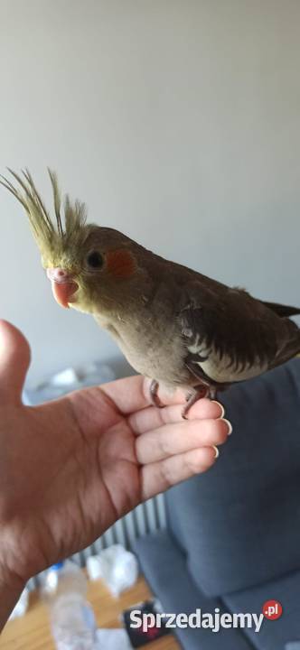 Papuga nimfa Kraków