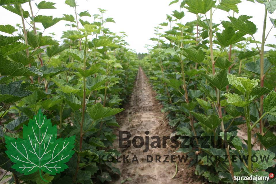 Sadzonki porzeczki czerwonej ROLAN DETVAN Jonker Stary Pożóg sprzedam