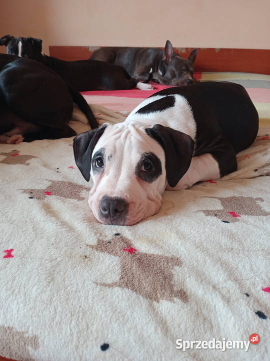Amstaff piesek 4 miesiące Warszawa