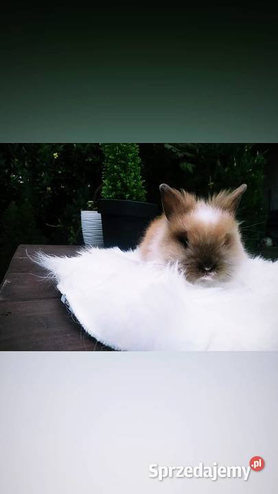 karzełek Teddy mini lop królik miniaturka Krosno