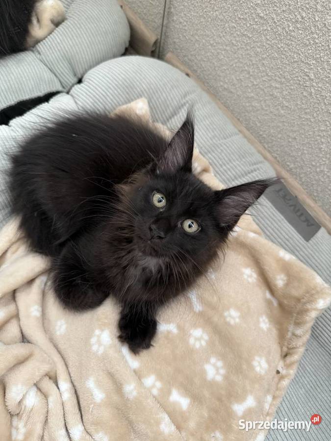 Maine Coon kocięta