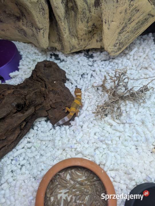 Eublefarki lamparcie z mojej hodowli Gady i płazy Olsztyn