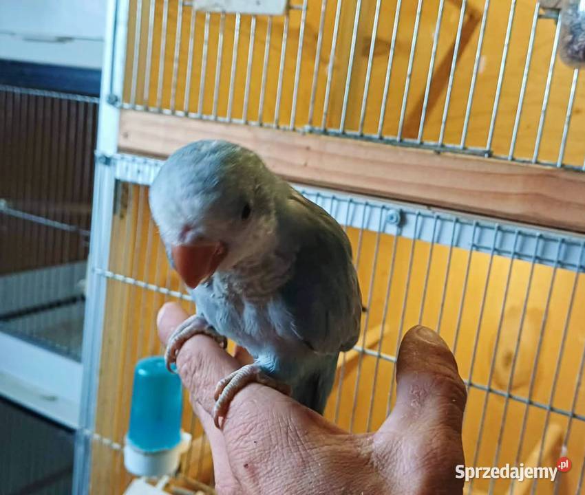 Papuga Mnicha nizinna ręcznie karmiona oswojona Kraków