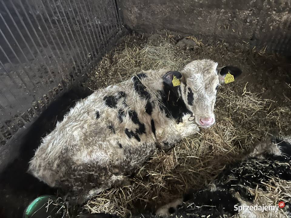 Sprzedam bydło hodowlane Pobondzie