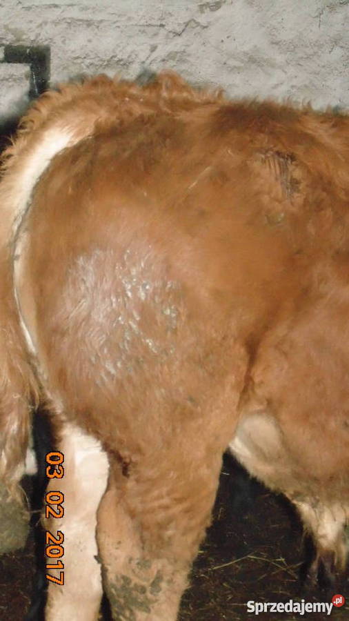 BYK LIMOUSINE 100 na zarodowego Pyrzyce