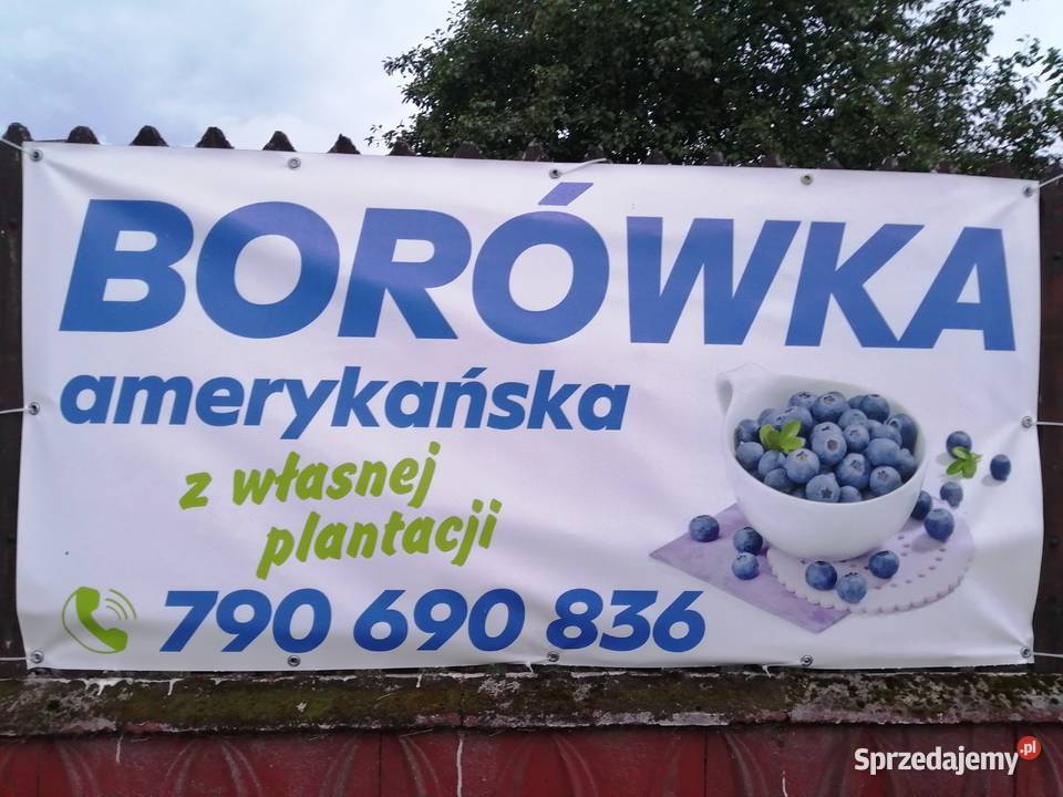 Borówka amerykańska SMACZNE SŁODKIE OWOCE