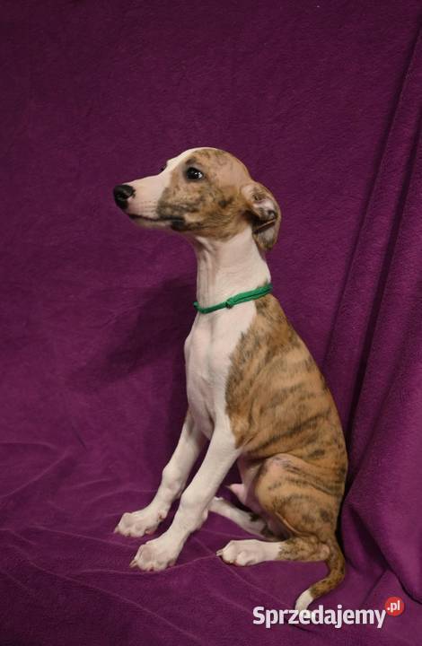 Whippet Chart Angielski Aleksandria