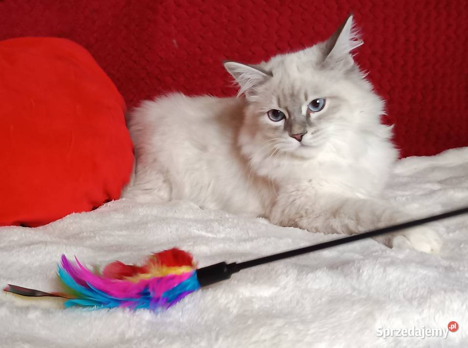 Koty Syberyjskie Neva Masquerade NEMO Syberyjski wielkopolskie