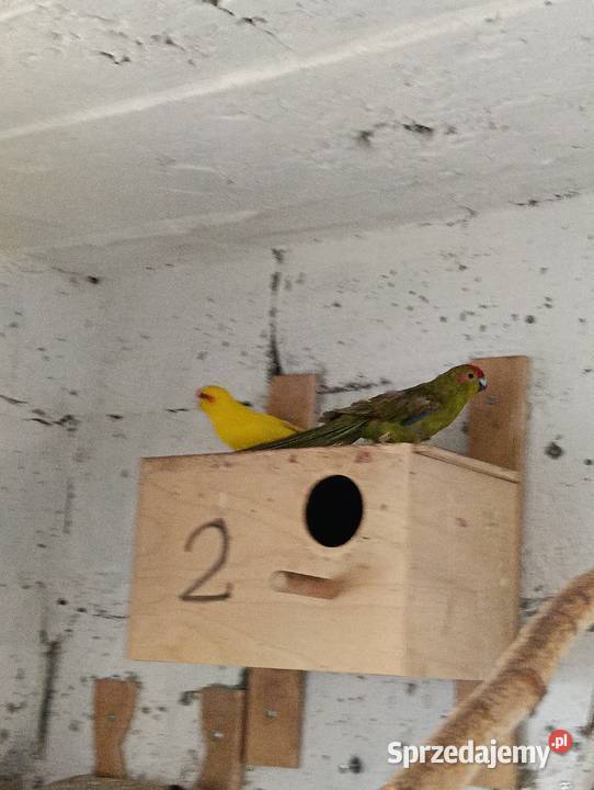 Modrolotki kozie pary legowe Brzeziny