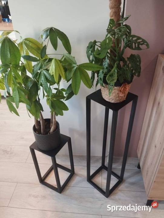 Kwietnik potrójny Piła