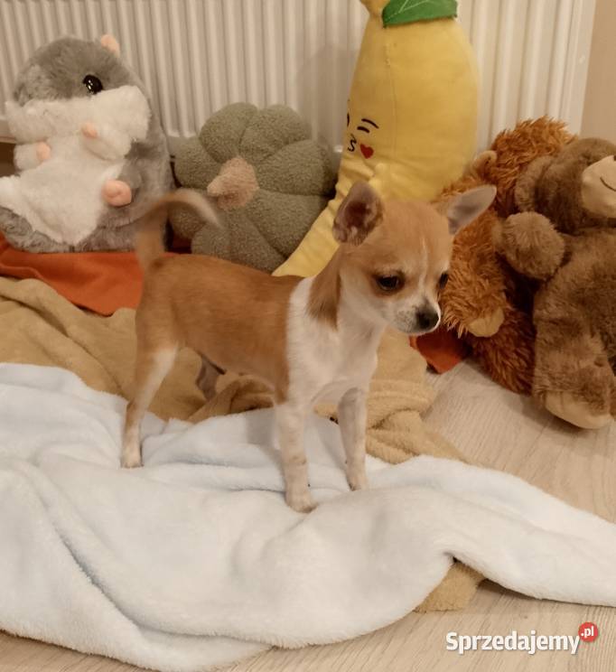 Chihuahua chłopiec komplet szczepień