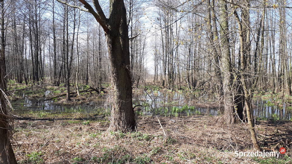 Działka Ponikiew mazowieckie 2800 m2