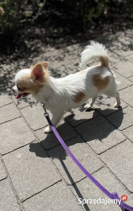 Piesek śnieżnobiały chihuahua ZKwP