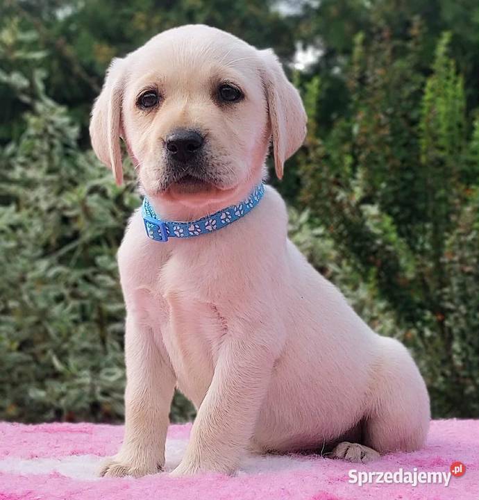 Labrador Retriever ZKwPFCI Szczenię suczka warmińsko-mazurskie